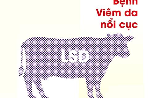 An Giang: Tổ chức tiêm phòng khẩn cấp vắc xin phòng bệnh Viêm da nổi cục ở trâu, bò