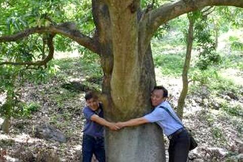 Quyết định và Công nhận các Cây đầu dòng cây ăn quả trên địa bàn tỉnh An Giang
