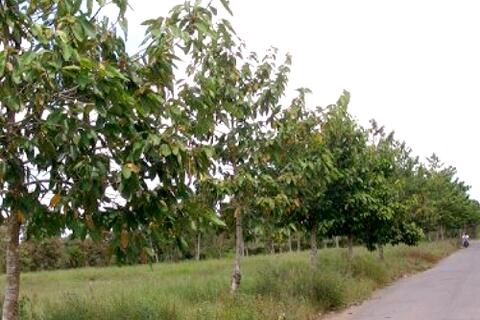 An Giang phát động trồng 1.000 cây Dầu Con Rái (Dipterocarpus alatus)